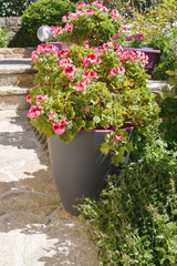Planter with pink geranium flowers in a garden during spring
