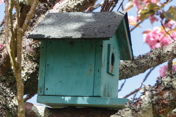 Green birdhouse in a japanese cherry tree