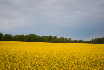 Obraz premium Yellow field rapeseed in bloom