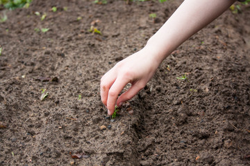 work in the garden in the spring planting plants