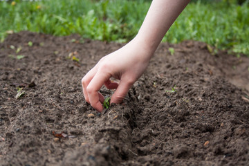 work in the garden in the spring planting plants