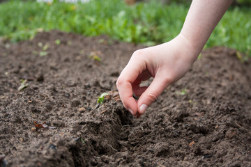 work in the garden in the spring planting plants