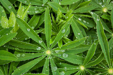 Lupinus in the morning dew