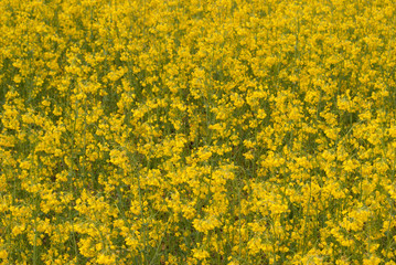 Yellow field rapeseed in bloom