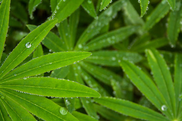Lupinus in the morning dew