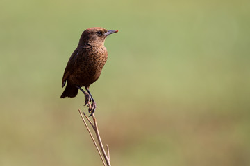 Close-up of an Ant Eating Chat sitting on a perch with soft green background © Alta Oosthuizen