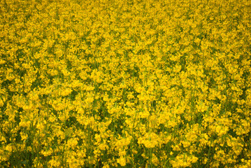 Yellow field rapeseed in bloom