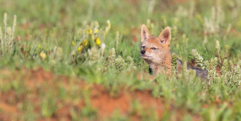 Lone Black Backed Jackal pup sitting in short green grass explore the world