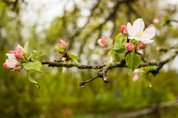 spring flowering of garden trees