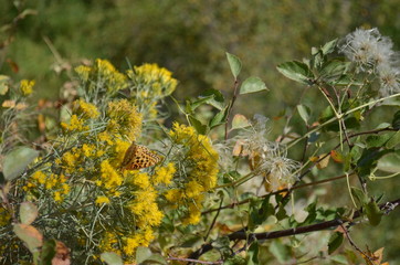 Butterfly on Wildflowers