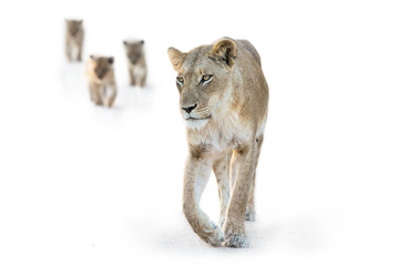 Lion female walking with three small cubs high key artistic conversion