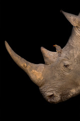 White rhino portrait with a red-billed oxpecker on its nose on black background artistic conversion
