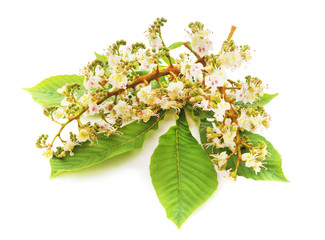 Blossom of chestnut with leaves.
