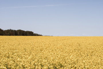 Yellow field rapeseed in bloom