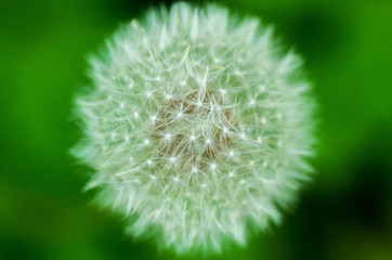 Dandelion flower seeds macro shot from above. Green and white graphic style photography