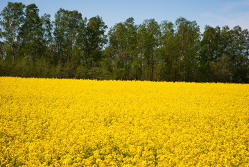 Yellow field rapeseed in bloom
