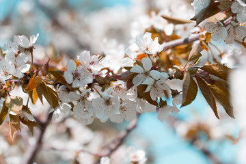 Closeup beautiful cherry blossom or Sakura flower on nature background.
