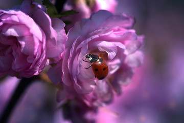  ladybug on a pink spring flower