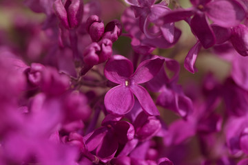 Fototapeta na wymiar Macro view blossoming Syringa lilac bush.