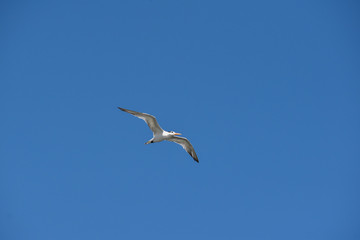 ave volando en el cielo