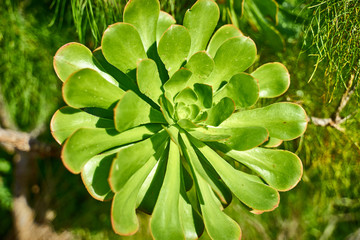 Succulent Canariense at Pico de Bandama on Grand Canary Island