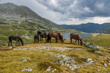 Wild horses in the mountains. Herd of horses near the lake in the mountains.