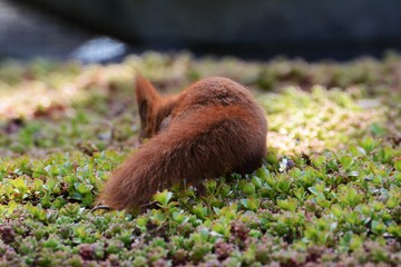 Eichhörnchen Natur Futtersuche Nagetier Telefoto Wildlife