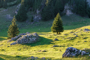 Landscape in morning light. Location place Carpathian mountains, Romania. Summer scene, fresh seasonal background.