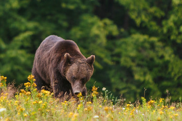 Carpathian brown bear in a forest meadow
