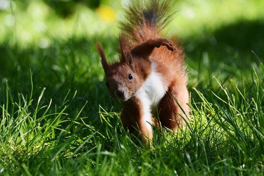 Squirell Eichh&ouml;rnchen Eichhorn Nagetier Nager winken hallo kratzen putzig Tierportrait Natur Heimische Tiere