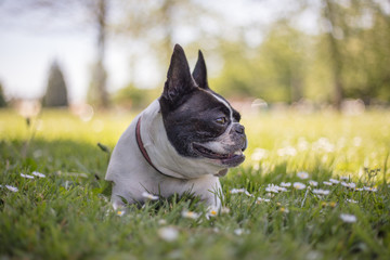 French bull and boston terrier mix dog