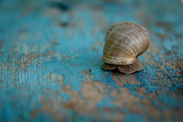 Grape snail on an old, blue wooden board.