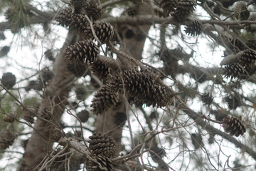Dry pine cones on tree branches