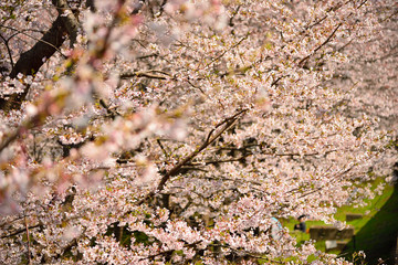 【神奈川】横須賀　走水水源地の桜
