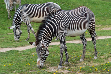 Fototapeta na wymiar Herd of The Grevy's zebra (Equus grevyi) grazing on green grass