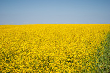 Obraz premium Żółte pole rzepaku w rozkwicie