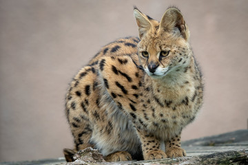 Portrait steppe cats (Leptailurus serval). Wild cats.