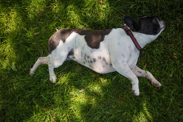 French bull and boston terrier mix dog