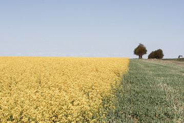 Yellow field rapeseed in bloom