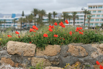 Fototapeta na wymiar Red poppies on stone wall