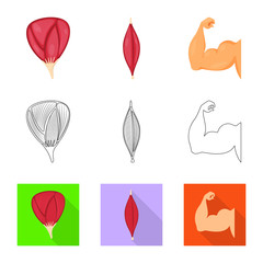 Vector illustration of fiber and muscular symbol. Collection of fiber and body  vector icon for stock.
