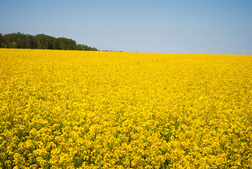 Obraz premium Yellow field rapeseed in bloom