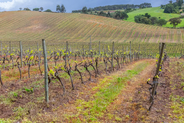 Fototapeta na wymiar View of vineyards, with vines, typical Portuguese landscape