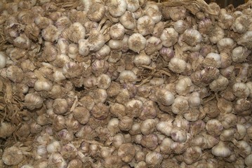 Bunches of onions hanging from the ceiling in a barn.