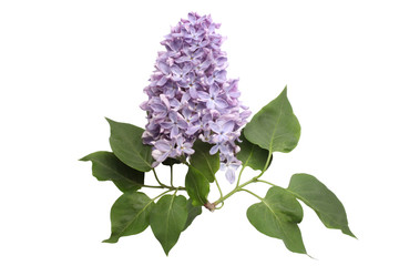 Branch of blooming lilacs