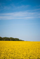 Obraz premium Yellow field rapeseed in bloom