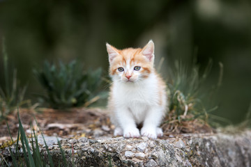 Naklejka na ściany i meble adorable red and white kitten posing outdoors in summer