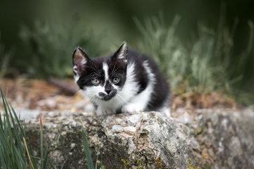 Naklejka na ściany i meble adorable black and white kitten outdoors