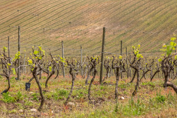 View of vineyards, with vines, typical Portuguese landscape
