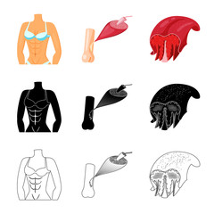 Vector design of fiber and muscular symbol. Set of fiber and body  stock symbol for web.